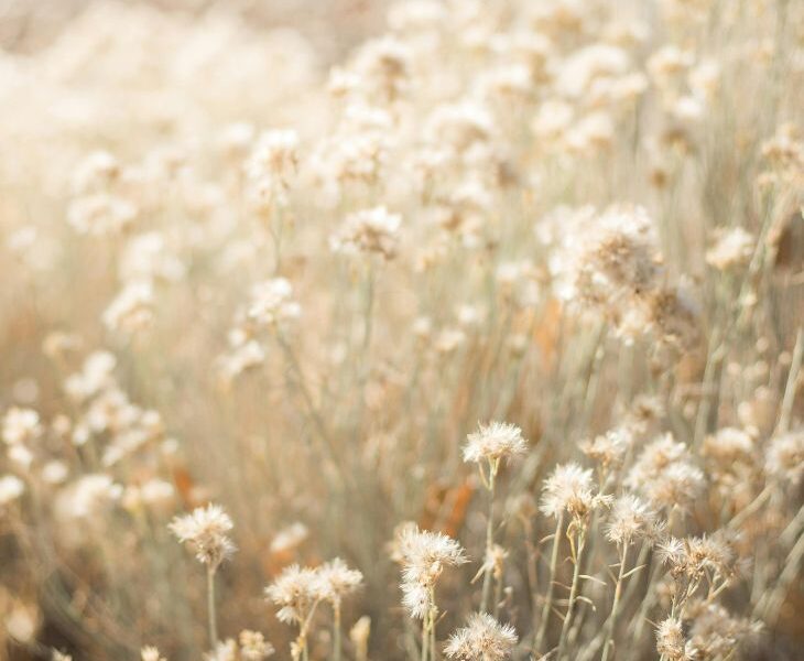 field of flowers