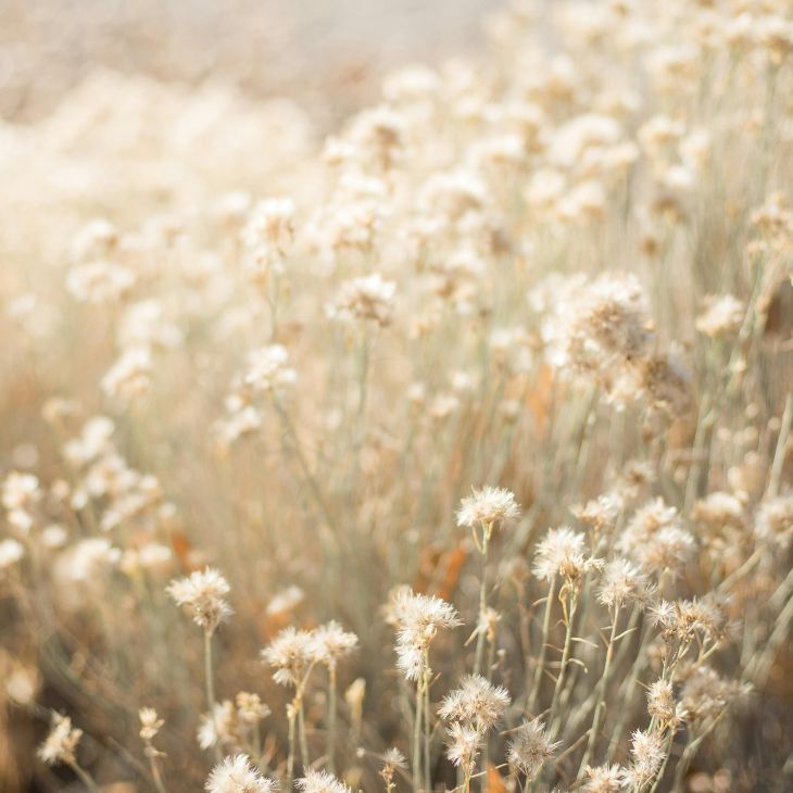 field of flowers