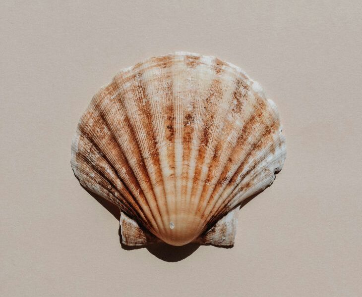 seashell