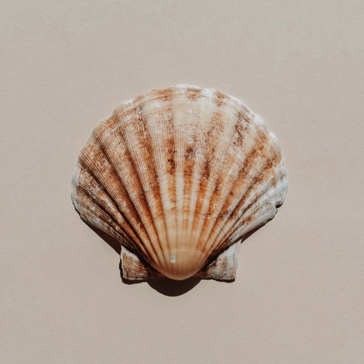 seashell
